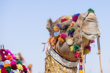 Fotobehang Kameel Versierde kameel met kralen Jaisalmer  © OlegD