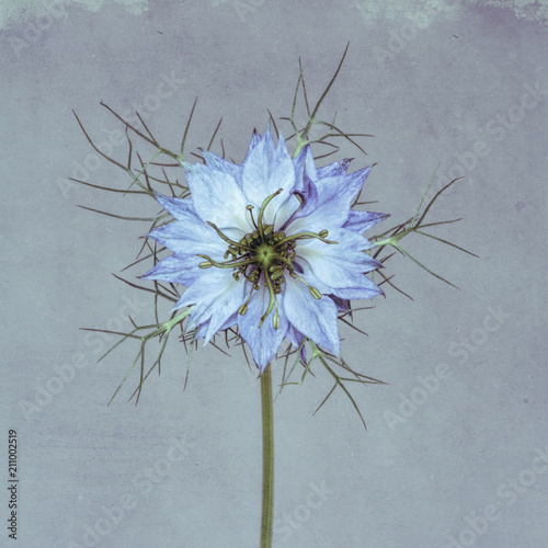 Blue, white and green nigella against gray