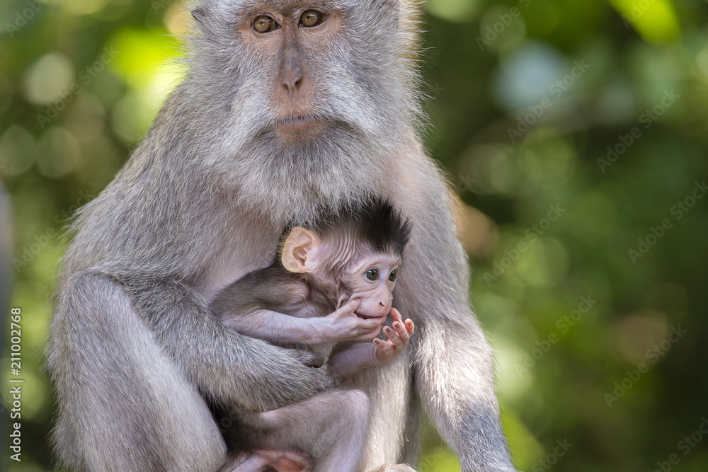 Portrait of baby monkey and mother in Ubud, Bali, Indonesia. Close up