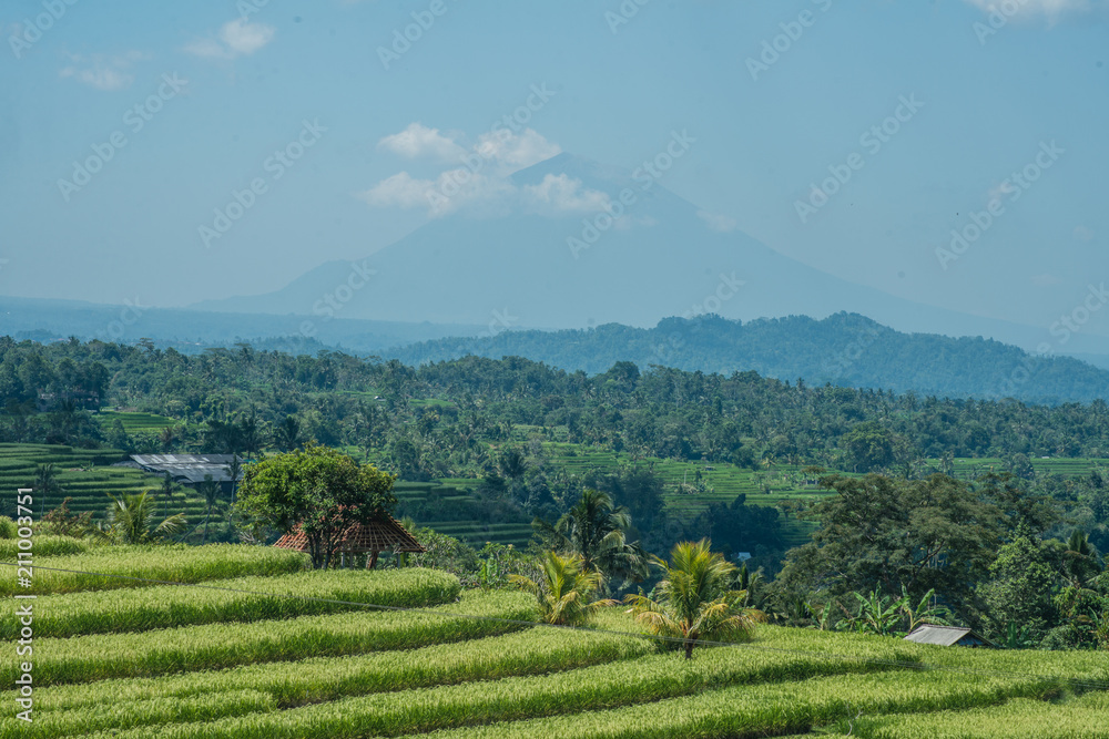 Rice terrace before the mountain