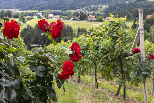 vineyard  in western styria,austria. old wine growing area near Stainz named Schilcherstrasse
 photo