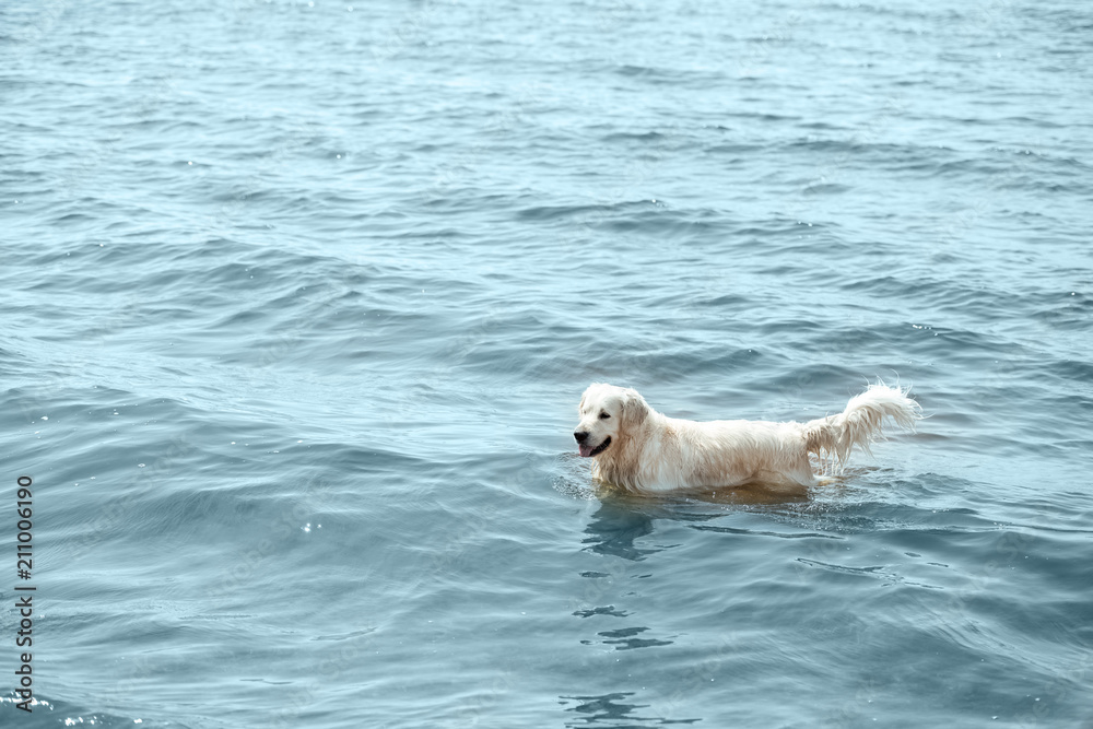 high angle view of golden retriever standing in sea high angle view of golden retriever standing in sea