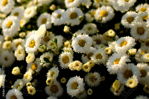 Chysanthemum photo