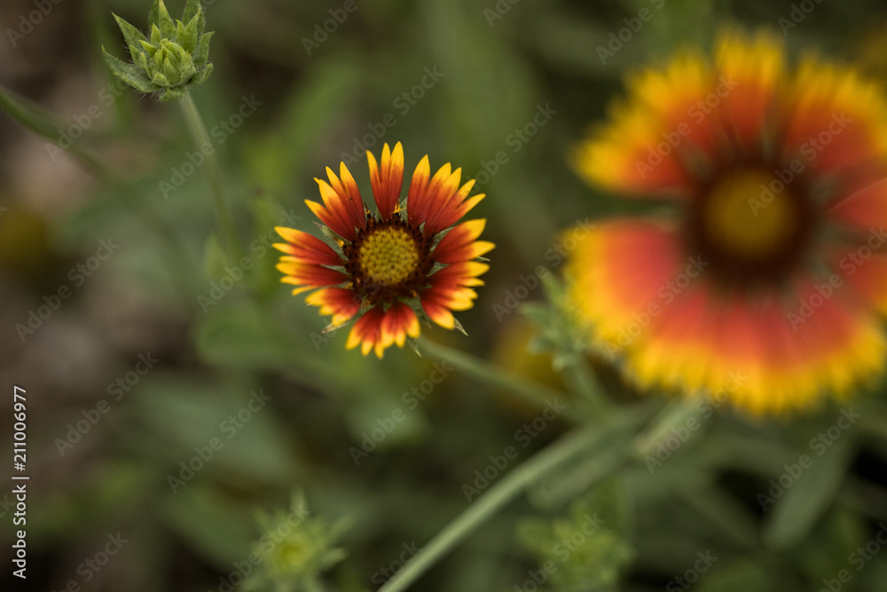 Fototapeta premium Colorful Orange and Yellow Summer Wildflower