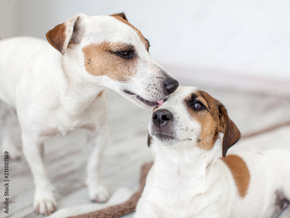 Dog licking dog
