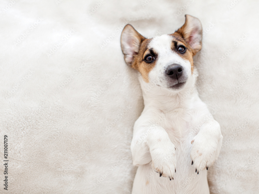 Obraz premium Puppy lying on bed