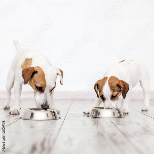 Two dogs eating food