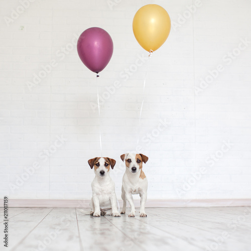 Dog with a balloon