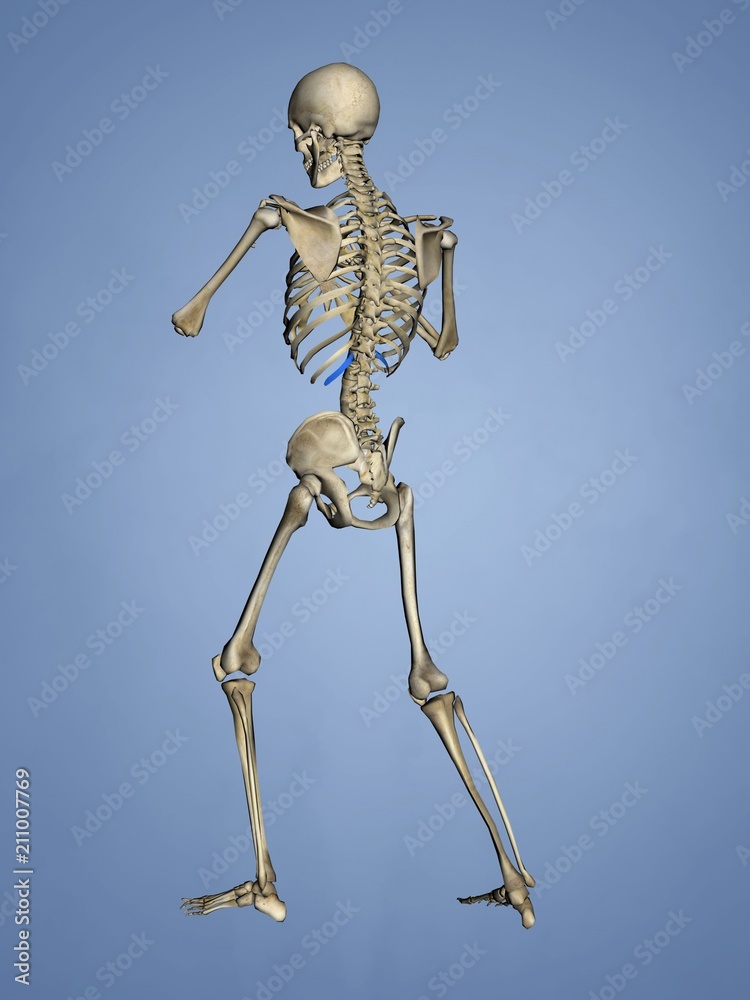 Twelfth Rib, Rib Cage, 3D Model Twelfth Rib, Rib Cage, 3D Model