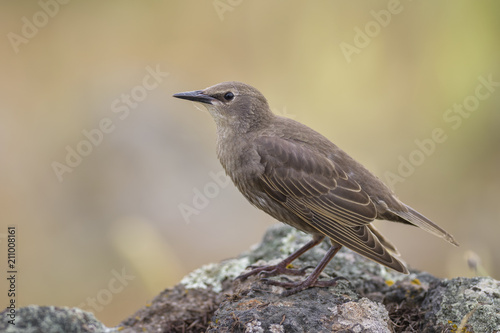European Starling - Sturnus vulgaris, beautiful perching bird from European meadows and gardens, Eastern Rodope mountains, Bulgaria.