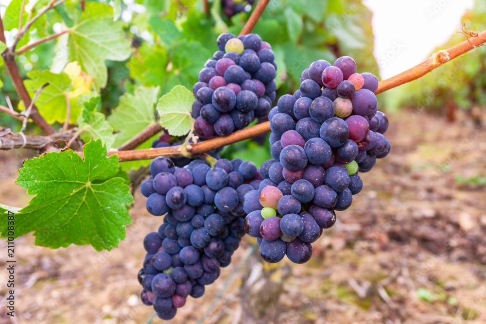 Close up vine grapes in champagne region in autumn harvest, Reims, France