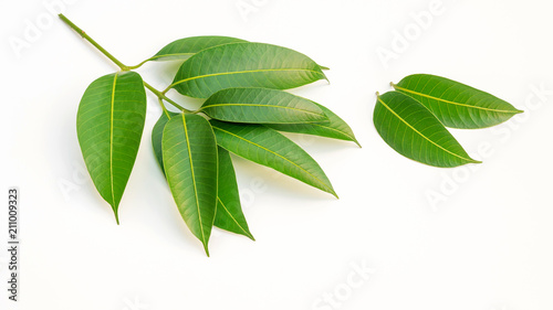 Green Marian Plum leaves on a white background.