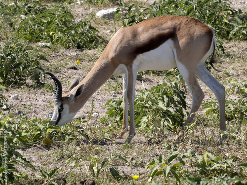 Springbok, Antidorcas marsupialis, in pasture, Etosha, Namibia