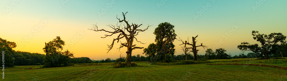 beautiful rogalin oak in the summer sunset