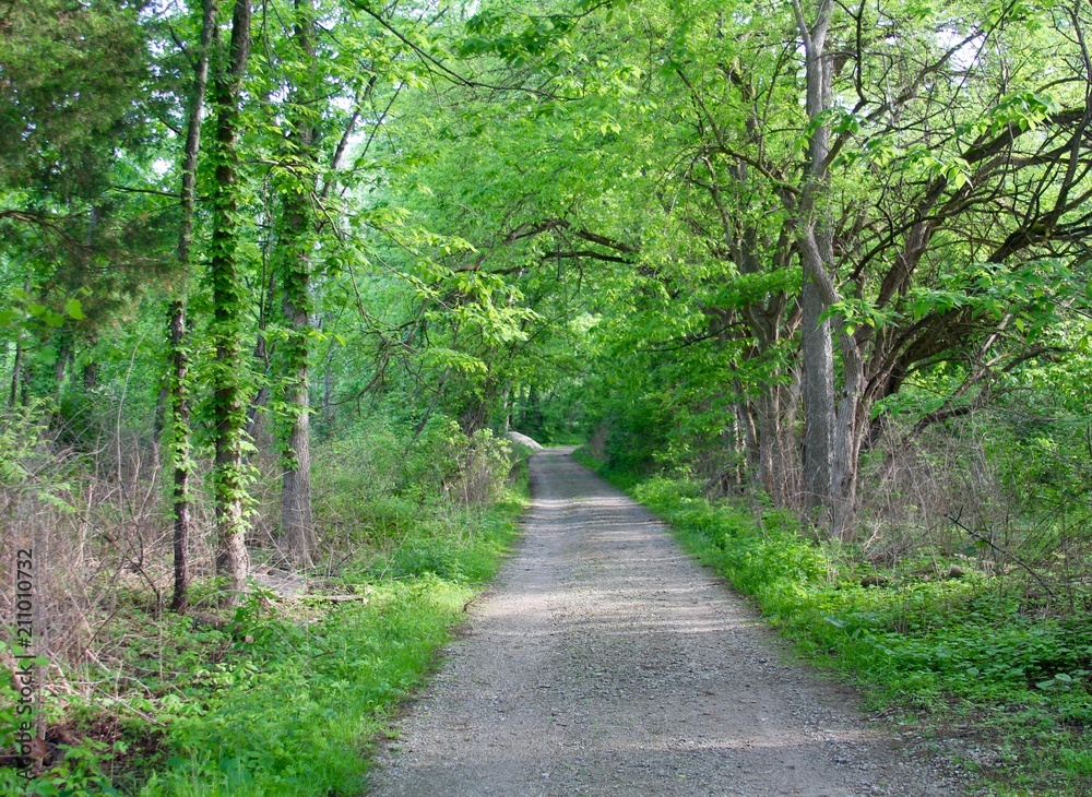 The long gravel path in the green spring forest.