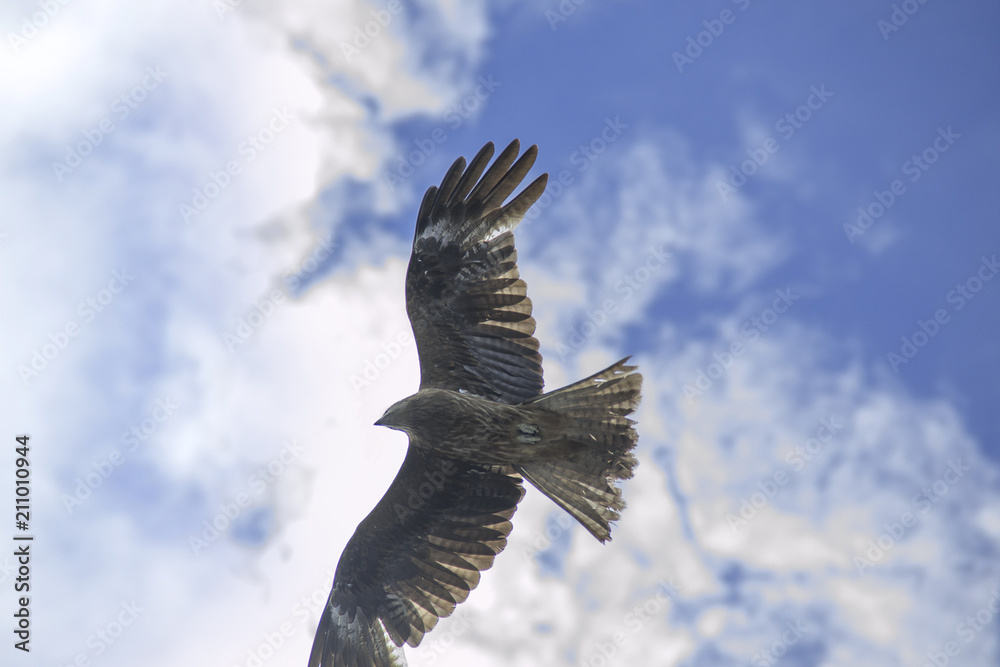 Fototapeta premium トンビ