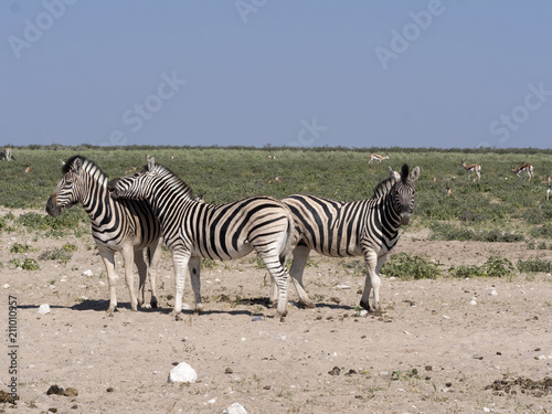 Damara zebra  Equus burchelli antiquorum  in pasture  Etosha  Namibia