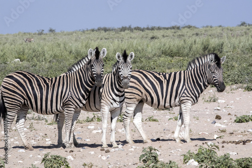 Damara zebra  Equus burchelli antiquorum  in pasture  Etosha  Namibia