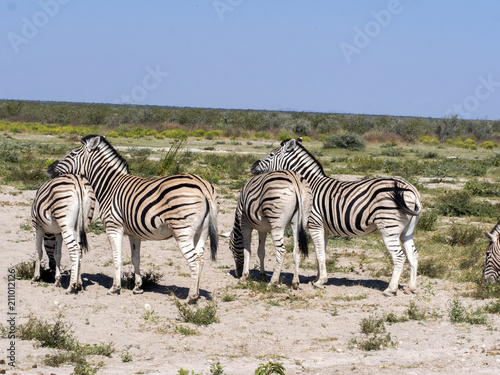 Damara zebra  Equus burchelli antiquorum  in pasture  Etosha  Namibia