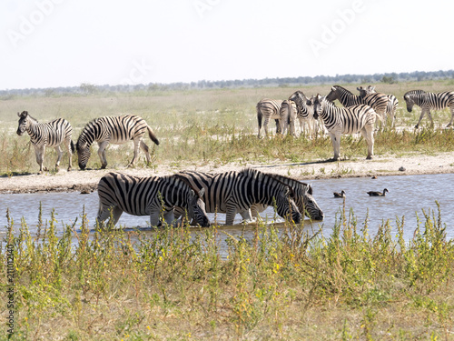 Damara zebra  Equus burchelli antiquorum  at woterhole Namibia