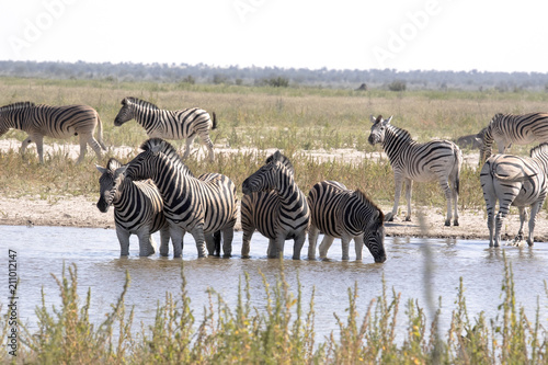 Damara zebra  Equus burchelli antiquorum  at woterhole Namibia