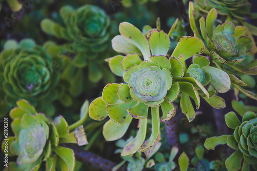 Photography tropical-looking succulent plants in city park