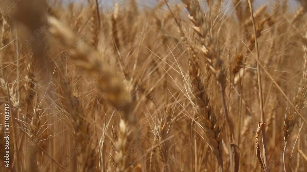 Slow motion of camera moves forward through ears of dry crops Slow motion of camera moves forward through ears of dry crops