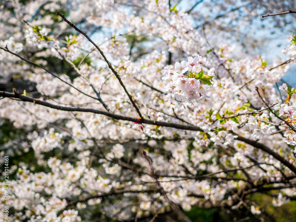 Flowers of the cherry blossoms close up on a spring day in seoul, South Korea.Blank space background on blue sky. Flowers of the cherry blossoms close up on a spring day in seoul, South Korea.Blank space background on blue sky.