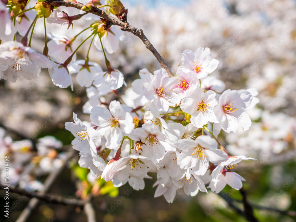 Obraz premium Flowers of the cherry blossoms close up on a spring day in seoul, South Korea.Blank space background on blue sky.
