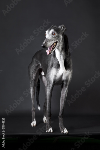 Greyhound studio portrait