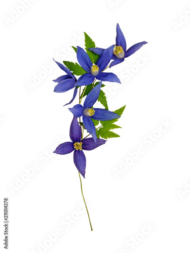 Dark violet clematis alpina flowers garland photo