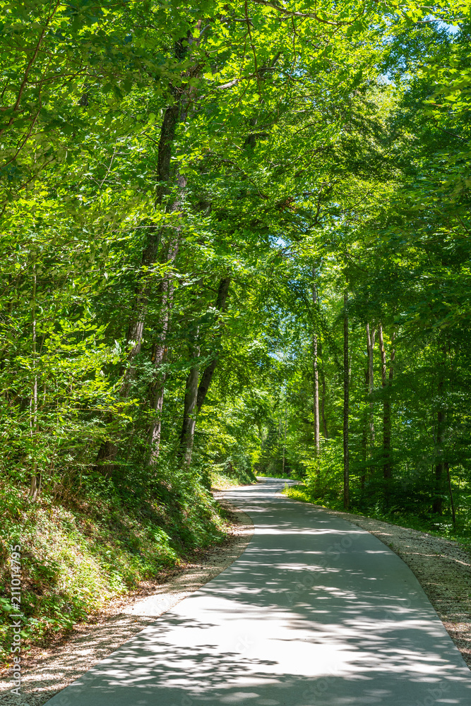 Fototapeta premium Weg im grünen Wald