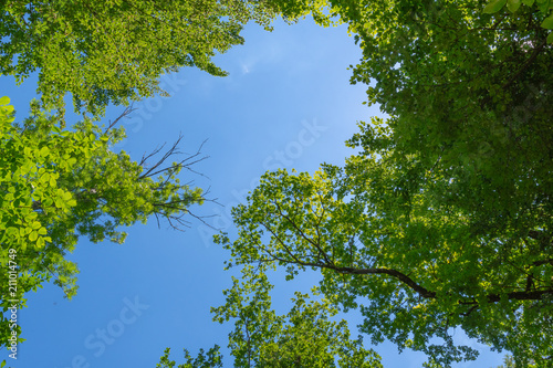 Blick in den blauen Himmel durch gr  ne Bl  tter am Baum