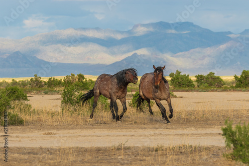 Wild Horses int he Utah Desert in Summer