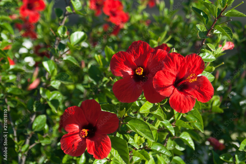 Macro photo flower gibiscus and summer garden Macro photo flower gibiscus and summer garden
