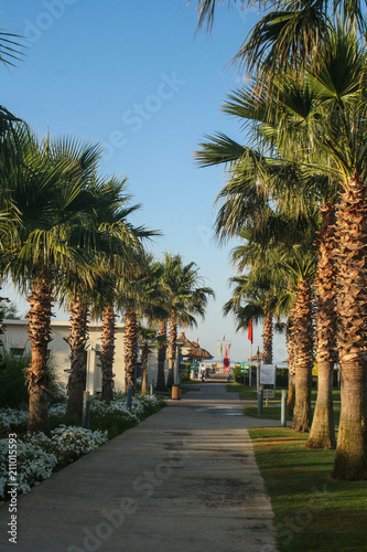 Palm parks trees and road to the sea