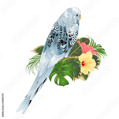 Budgerigar, blue pet parakeet or shell parakeet or budgie home pet with philodendron and hibiscus pink and yellow  on a white background vintage vector illustration editable hand draw