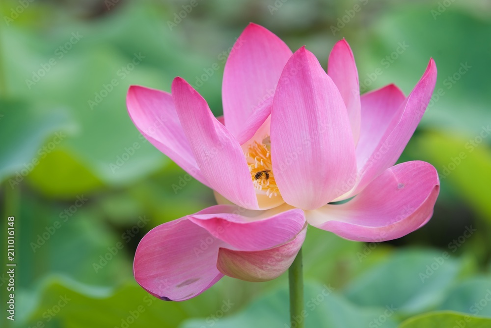 różowy kwiat lilii wodnej