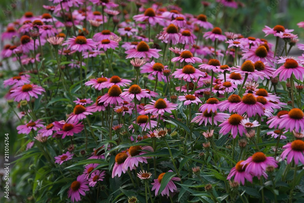 Naklejka premium jeżówka purpurowa kwitnąca na rabacie