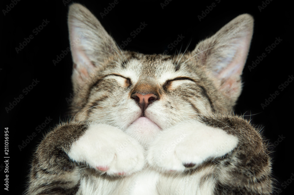 Obraz premium sleeping cute cat on a black background, paws