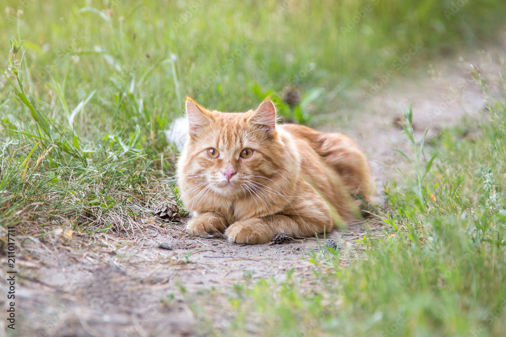 Beautiful red orange cat portrait outdoors in green grass in nature