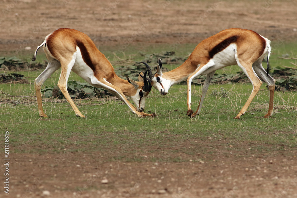 The two males of springbok (Antidorcas marsupialis) are fighting in the savanna. Beautiful antelope in action. The two males of springbok (Antidorcas marsupialis) are fighting in the savanna. Beautiful antelope in action.