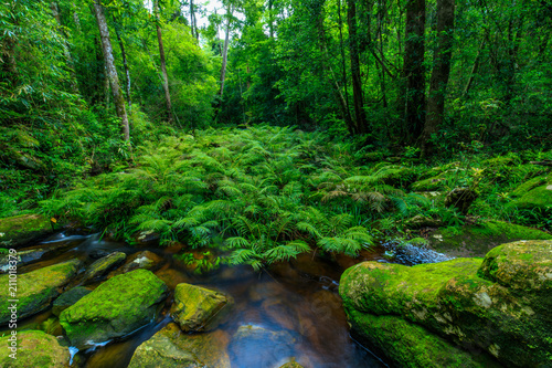 Fototapeta Naklejka Na Ścianę i Meble -  Green fern in the stream in rainforest.