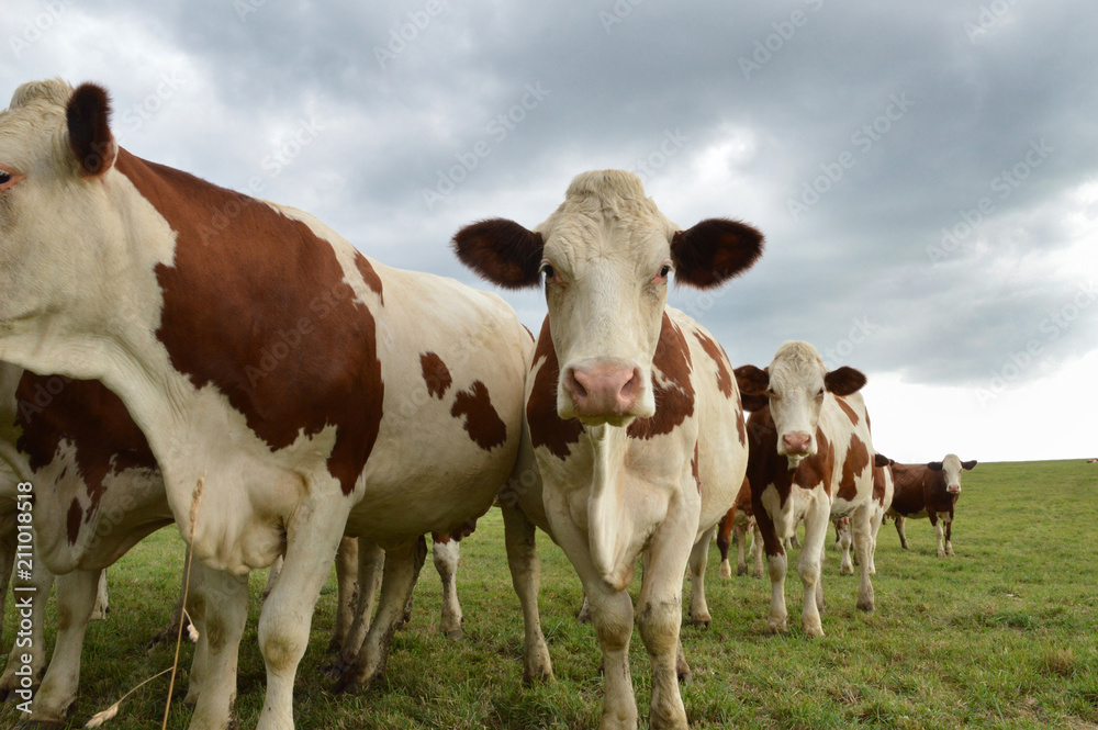 A herd of dairy cows, or dairy cattle in a green pasture. Montbeliarde breed cows.