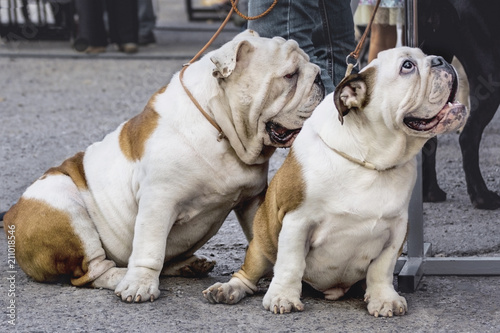 Two English bulldogs of white and red flowers, one adult, another puppy are sitting and looking up photo