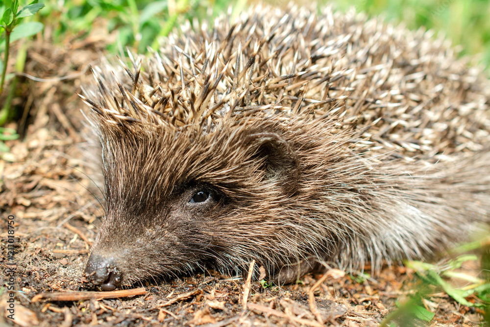 Obraz premium Little cute young hedgehog (Erinaceus Europaeus) in natural conditions. In the grass outdoors. Portrait.