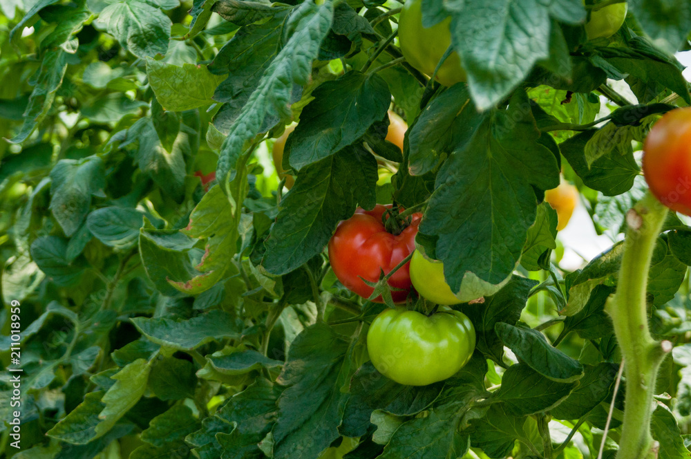 Tomatoes await harvest at a small farm