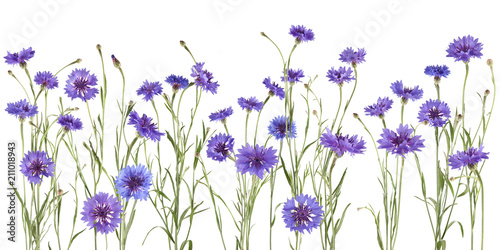 beautiful blue cornflowers isolated on white, can be used as background  photo