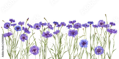 beautiful blue cornflowers isolated on white, can be used as background 