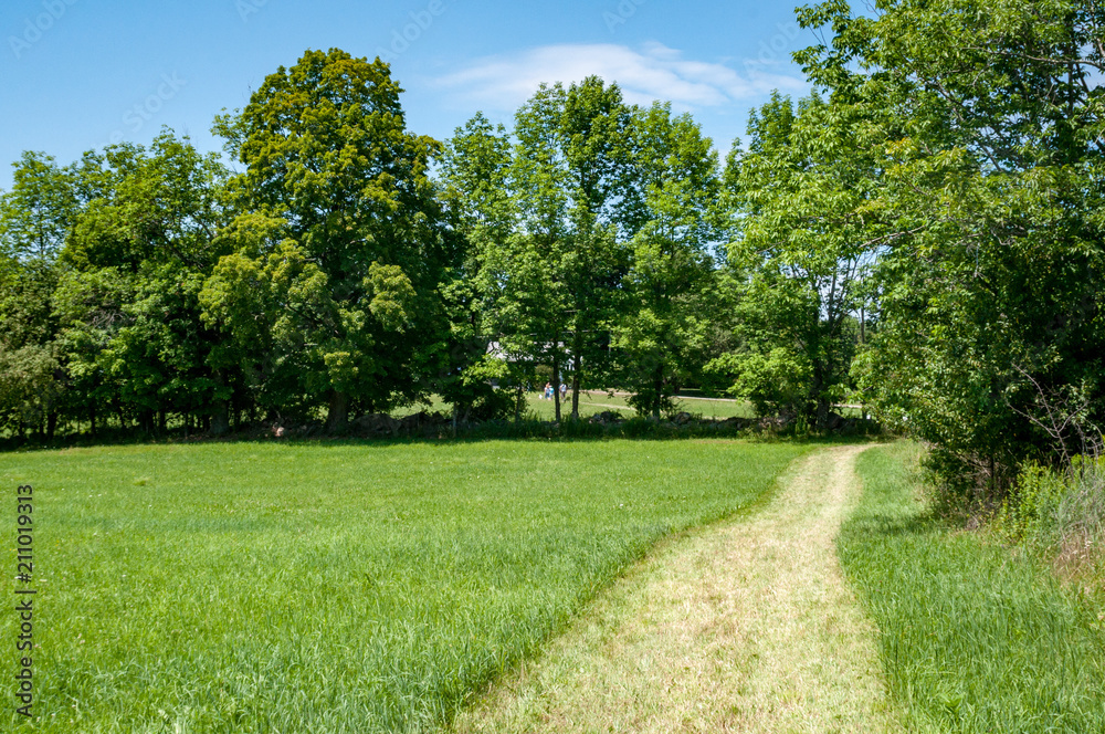 Fototapeta premium Farm path leads through a mowed field on a sunny day